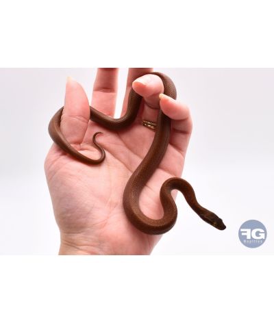 Boaedon capensis Red Kenya