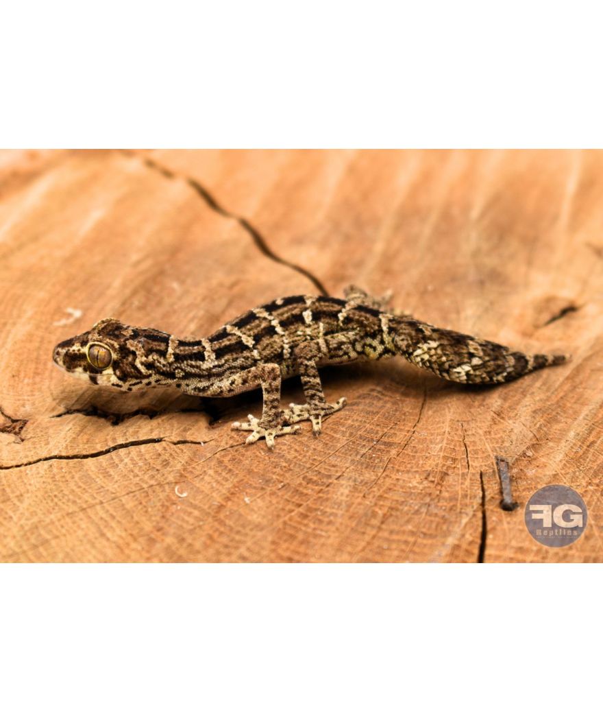 Hemidactylus imbricatus - Gecko vipere - Jeune non sexé