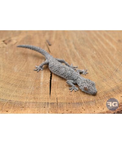 Strophurus williamsi juvénile