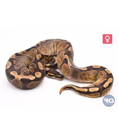 Python regius GHI Enchi het Hypo Femelle 2024