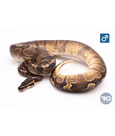 Python regius GHI Enchi het Hypo Mâle 2024