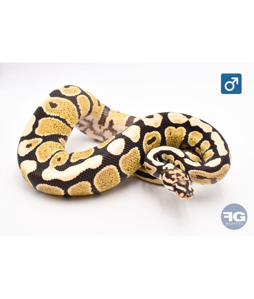 Python regius Desert Ghost Spotnose Mâle 2024