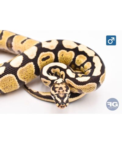 Python regius Desert Ghost Spotnose Mâle 2024