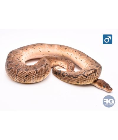 Python regius Pinstripe Clown het Desert Ghost Mâle 2024