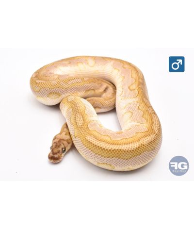 Python regius Lesser Clown het DG Mâle 2024