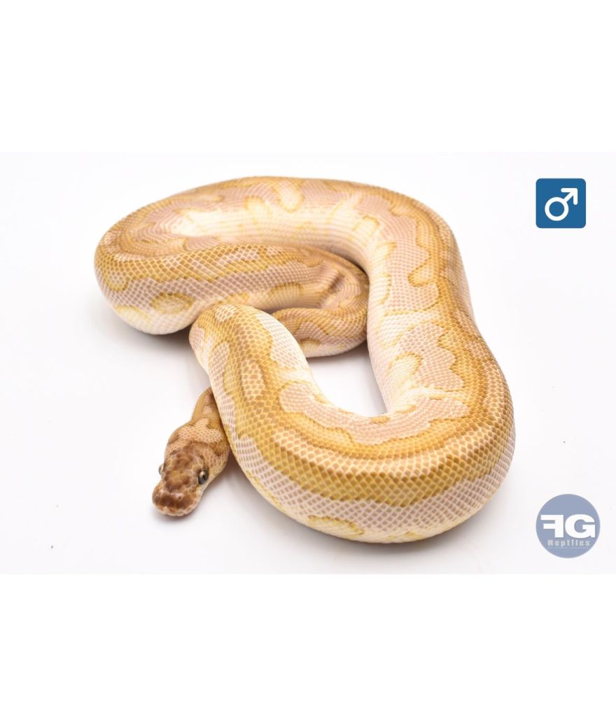 Python regius Lesser Clown het DG Mâle 2024