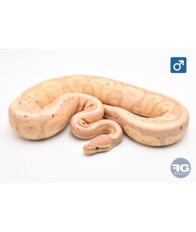Python regius Banana Black Pastel Mâle 2024