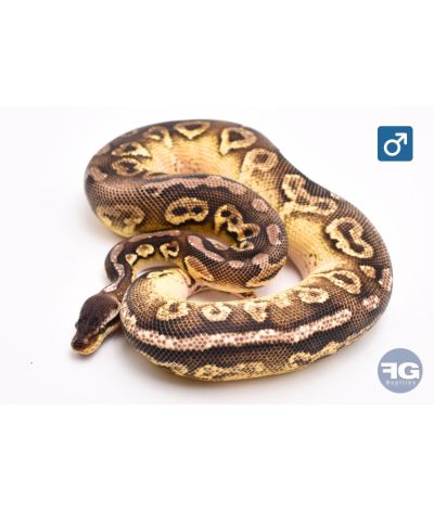 Python regius Pewter YB Mâle 2024