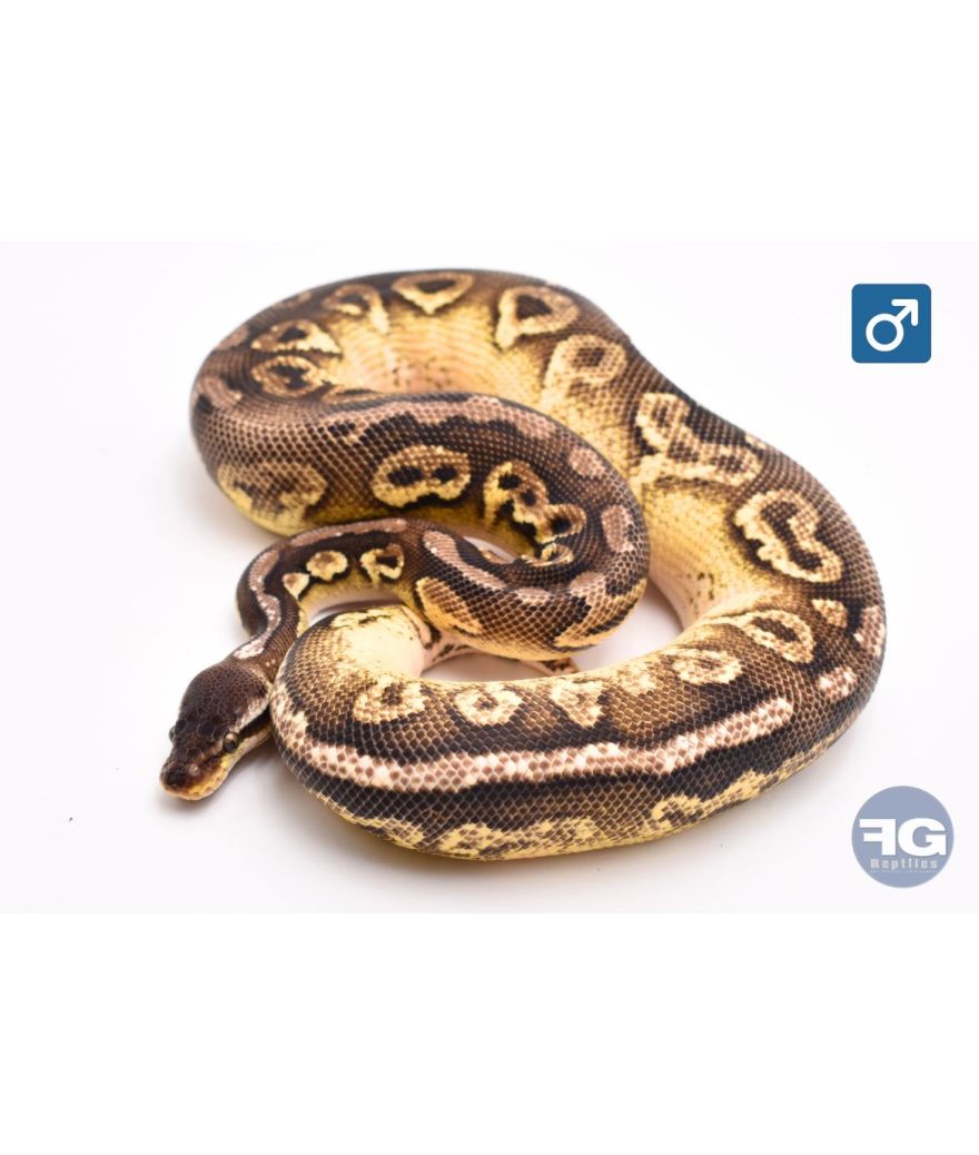 Python regius Pewter YB Mâle 2024