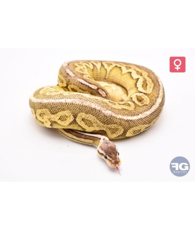 Python regius Pewter Specter Femelle 2024