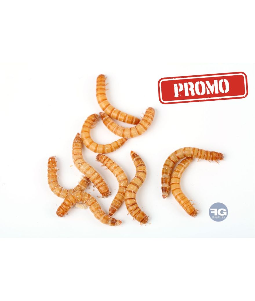 PROMO Vers de farine vivants boite de 50g