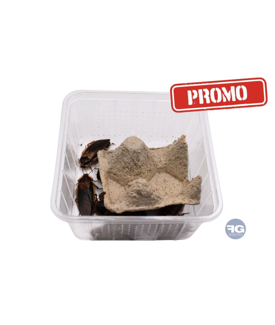 PROMO Blattes Dubia adultes boite de 10 pièces
