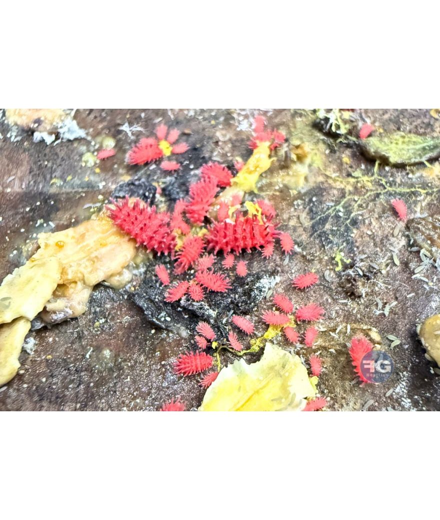 Collembole Rambutanura sp « Thaï Spiky »