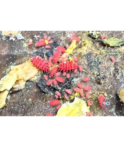 Collembole Rambutanura sp « Thaï Spiky »
