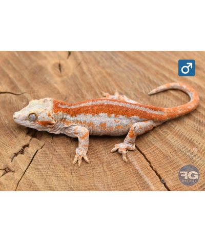 Rhacodactylus auriculatus Orange stripe Mâle