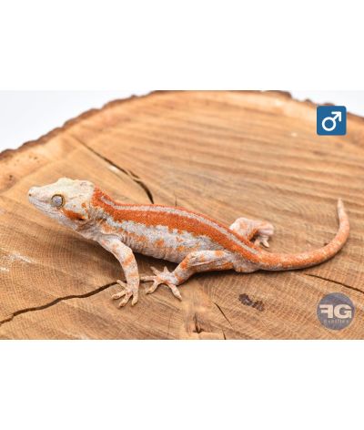 Rhacodactylus auriculatus Orange stripe Mâle