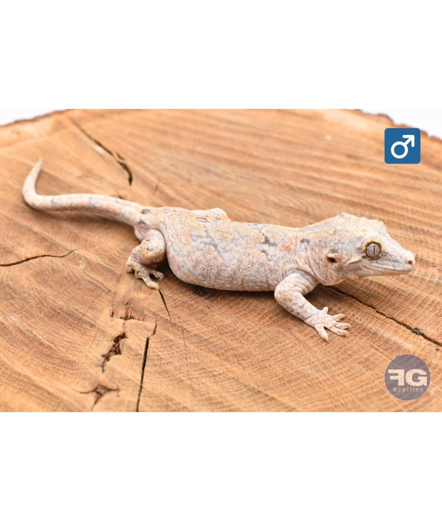 Rhacodactylus auriculatus Orange réticulé Mâle