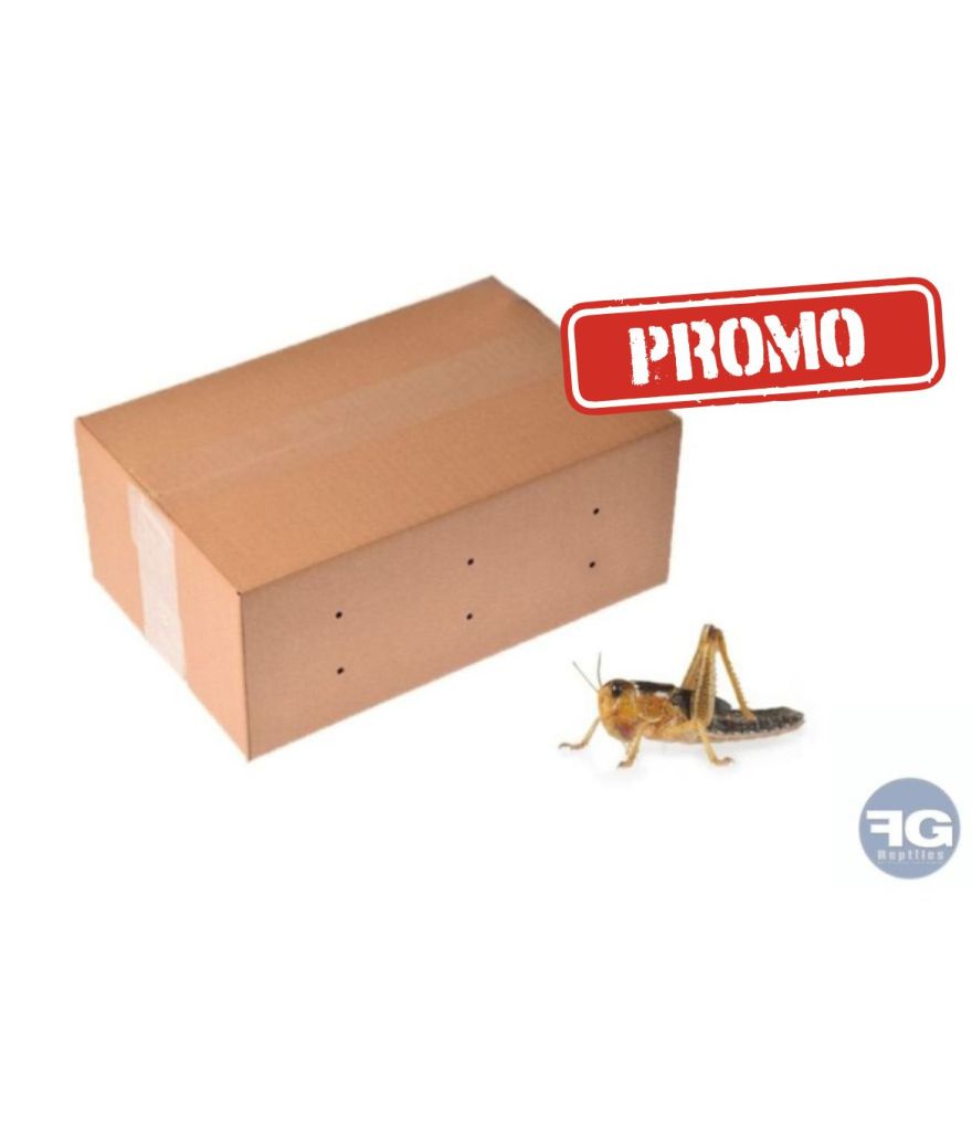 PROMO Carton de 50 ou 100 criquets moyens