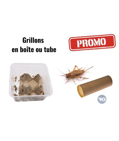 PROMO Grillons en boîte ou tube