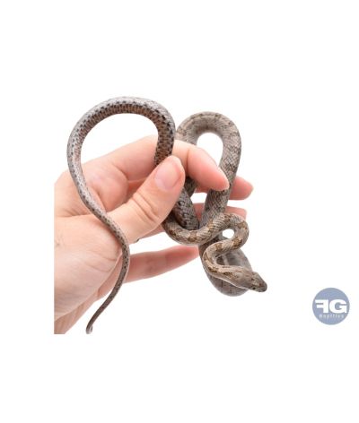 Pantherophis bairdi Localité Texas