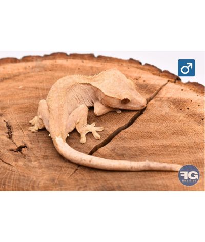 Correlophus ciliatus Red Mâle