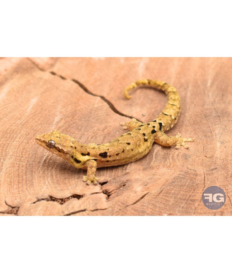 Lepidodactylus lugubris Hawaï - Juvéniles