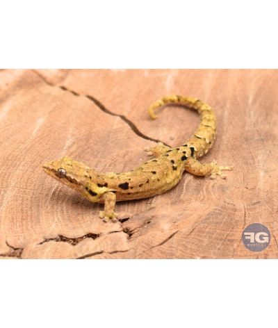 Lepidodactylus lugubris Hawaï - Juvéniles