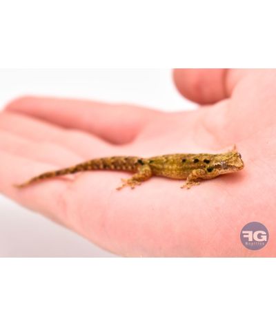 Lepidodactylus lugubris Hawaï - Juvéniles