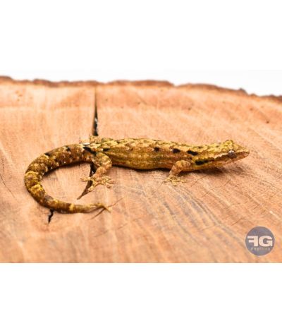 Lepidodactylus lugubris Hawaï - Juvéniles