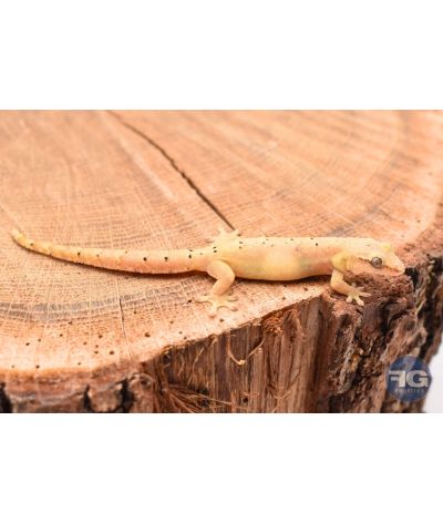 Lepidodactylus lugubris Australie - Juvéniles