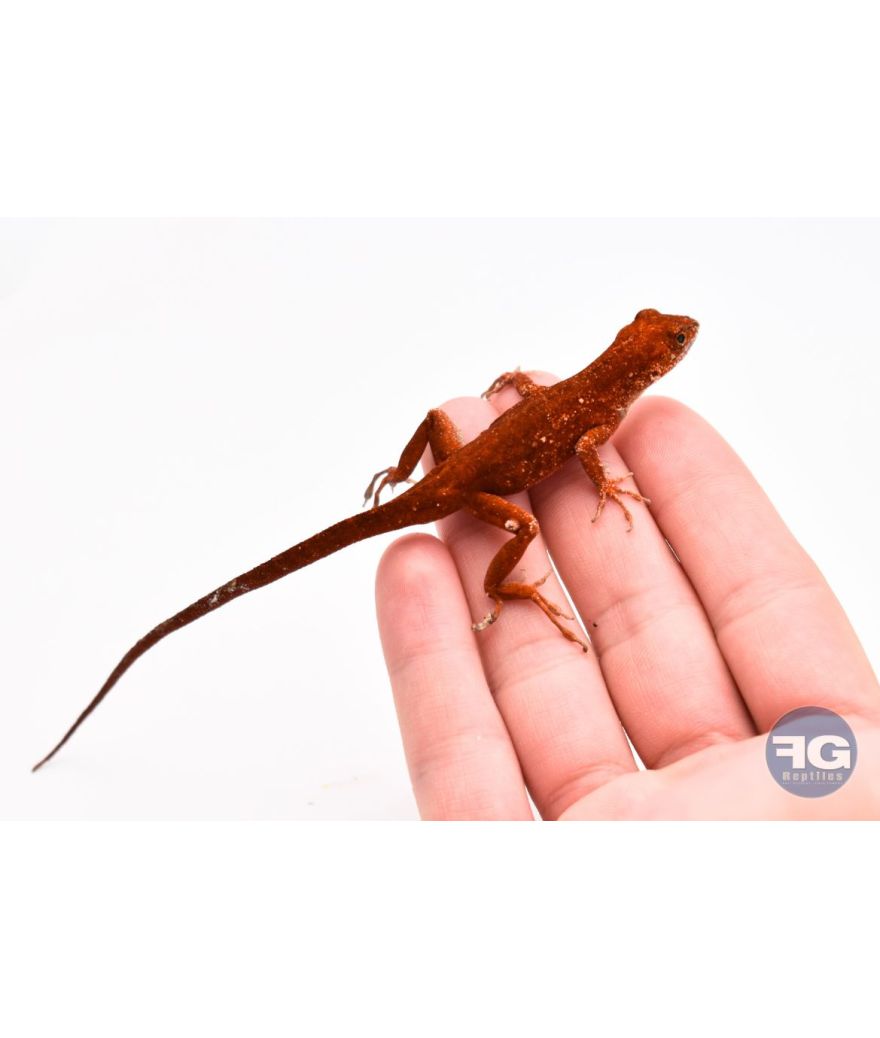 Anolis sagrei "Red"