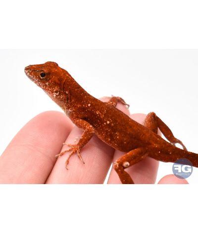 Anolis sagrei "Red"
