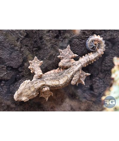 Ptychozoon kuhli Gecko volant né en captivité