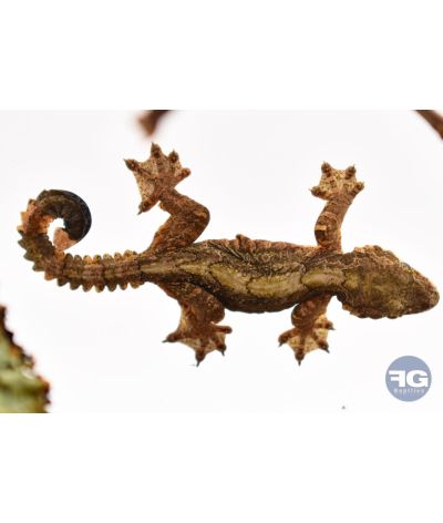 Ptychozoon kuhli Gecko volant né en captivité