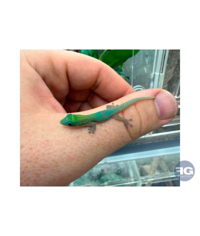 Phelsuma laticauda "Blue"