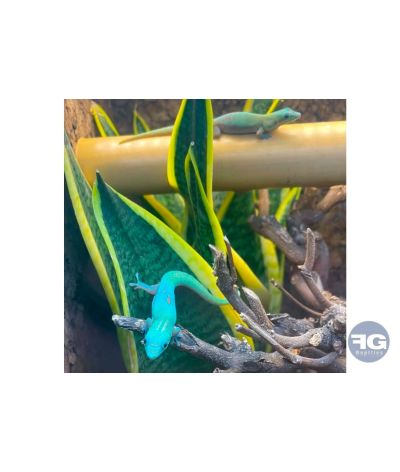 Phelsuma laticauda "Blue"
