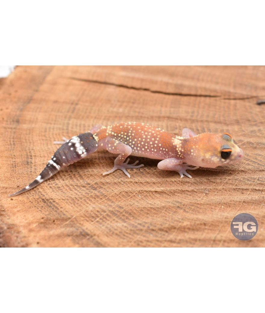 Underwoodisaurus milii Hypo