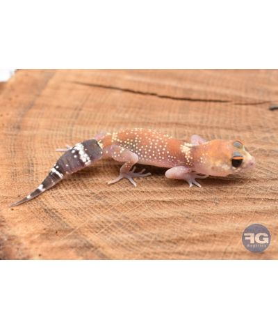 Underwoodisaurus milii Hypo