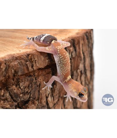 Underwoodisaurus milii Hypo