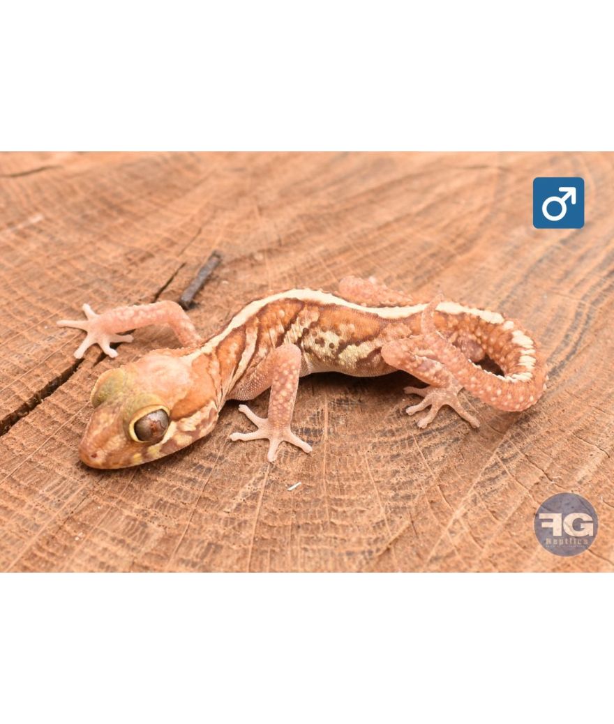 Paroedua picta Xanthic NC 2026 Spécimen 1 Mâle