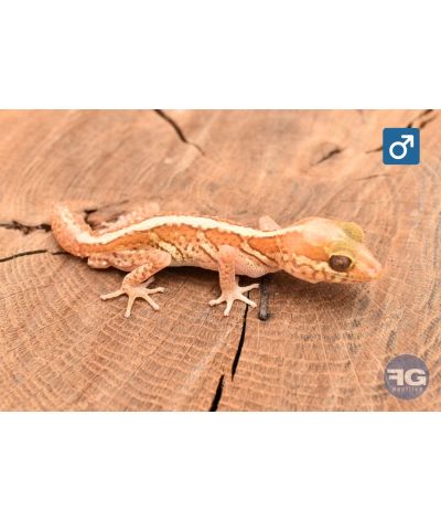 Paroedua picta Xanthic NC 2026 Queue de repousse Mâle