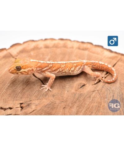 Paroedua picta Xanthic NC 2026 Queue de repousse Mâle