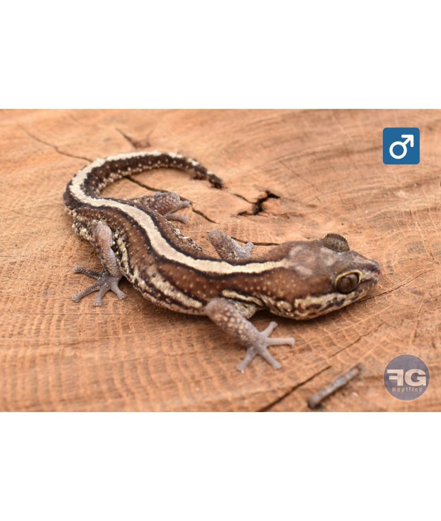 Paroedua picta 100% het Xanthic Mâle 2025