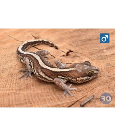 Paroedua picta 100% het Xanthic Mâle 2025