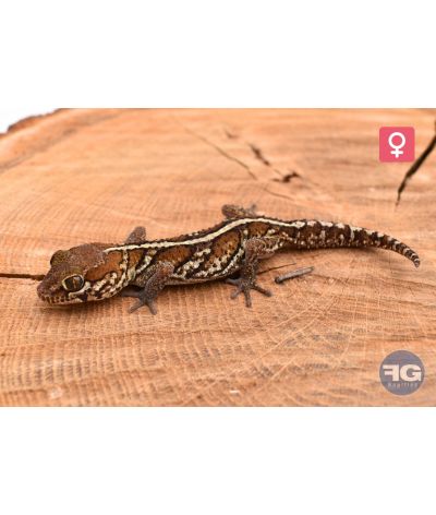 Paroedua picta 100% het Xanthic Femelle 2025