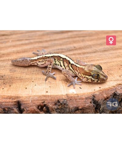 Paroedua picta Femelle queue de repousse NC 2025