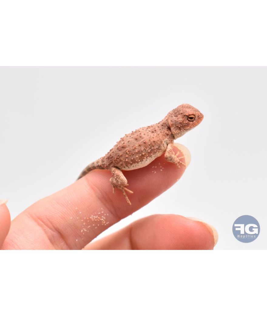 Tympanocryptis centralis NC 2025