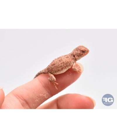 Tympanocryptis centralis NC 2025