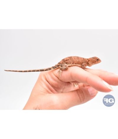 Tympanocryptis centralis NC 2025