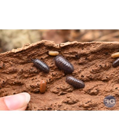 Armadillidium vulgare « Santa Lucia »